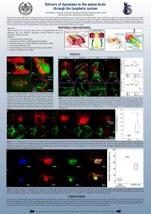 Delivery of liposomes to the mouse brain  through the lymphatic system